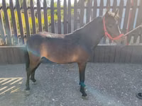 Caballo, Caballos — foto 3