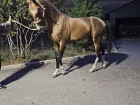 Farasi dume, Akhal-Teke — picha 1