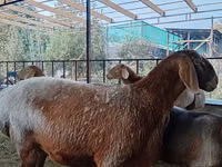 भेड़, Arashan sheep — फ़ोटो 2