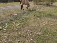 فرس, Azerbaijan horse — الصورة 2