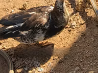 Ducks — फ़ोटो 1