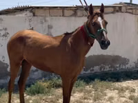母马, Kazakh horse — 照片 3