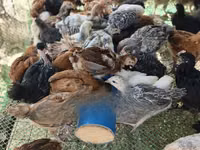Chickens — picha 1