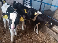 公牛, Russian Black pied cattle — 照片 5