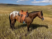 Farasi dume, Horses of Sable Island — picha 2