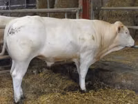 Bull, Blonde d’Aquitane cattle — photo 4