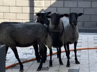 母羊, Hissar sheep — 照片 3