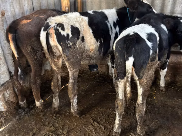 Ng'ombe jike, Russian Black pied cattle