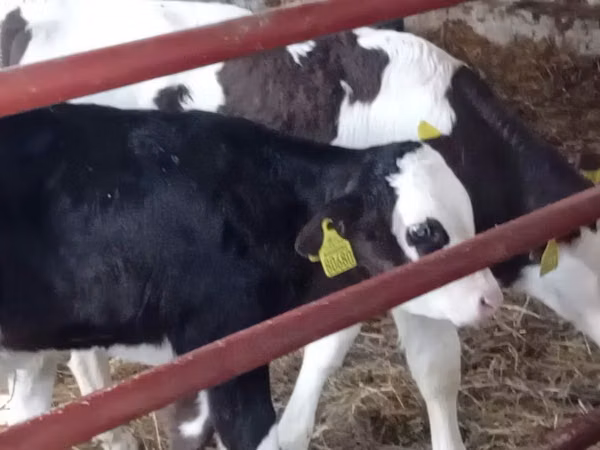 Cattle (batch, sex not specified), Russian Black pied cattle