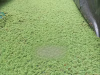 Azolla Pinnata — 照片 1