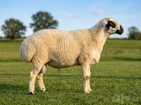 Dume la kondoo, Beltex sheep