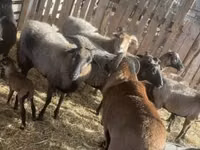 Dume la kondoo, Cameroon sheep — picha 3