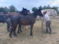 Mare, Horses — photo 2