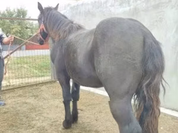 Caballo, Caballos