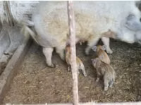 मादा सूअर — फ़ोटो 1