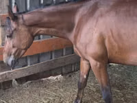Farasi jike, French Trotter — picha 3