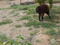 Widder, Baerchuke sheep — Foto 3