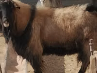 Dume la kondoo, Edilbay sheep — picha 1