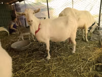 Mbuzi (kikundi, jinsia haijatajwa), Saanen goat — picha 1