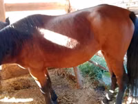 Yegua, French Trotter — foto 4