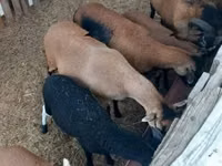 绵羊（批次，未指定性别）, Cameroon sheep — 照片 1