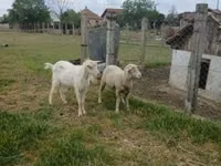 كبش, Merino sheep — الصورة 1