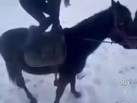 Caballo, Hungarian horse breed — foto 3