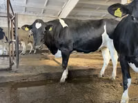 Ng'ombe jike, Banda la Holstein — picha 5