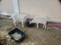 Goat, Irish goat — photo 4