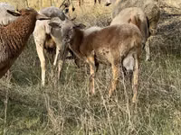Ram, Katum sheep — photo 3