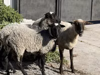 نعجة, Hissar sheep — الصورة 2