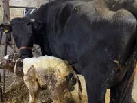 Cow, Alatau breed — photo 1