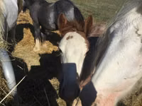 Farasi dume, Gypsy horse — picha 2
