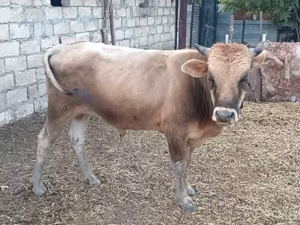 Bull, Wild yak
