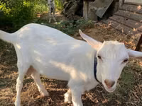 Billy Goat, Goats — photo 2
