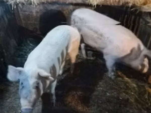 Pigs (batch, sex not specified), Pigs