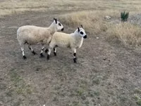 भेड़, Cerry Hill sheep — फ़ोटो 1