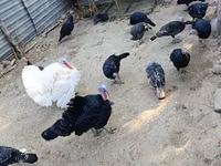 Turkeys — photo 4