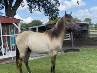 Hengst, Rocky Mountain Horse — Foto 6