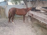 घोड़ी, Kyrgyz Horse — फ़ोटो 3
