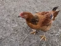 Chickens — picha 1
