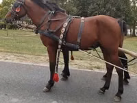 Horse (M), Horses — photo 7