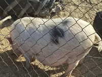 Sow — photo 1