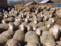 Dume la kondoo, Kuibyshev sheep — picha 4