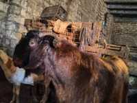 Billy Goat, Kamori goats — photo 1