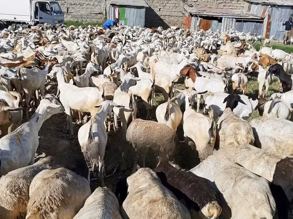Cabras (lote, sexo no especificado), Cabras