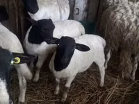 Kondoo (kikundi, jinsia haijatajwa), Dorper sheep — picha 3