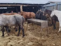 Farasi jike, Kazakh horse — picha 1