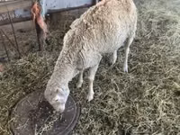نعجة, الأغنام — الصورة 3