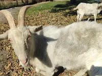 母山羊, Goats — 照片 1